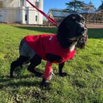 6-legged dog ‘Ariel’ triumphs after life-changing surgery