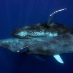 2 male humpback whales photographed having sex in scientific breakthrough