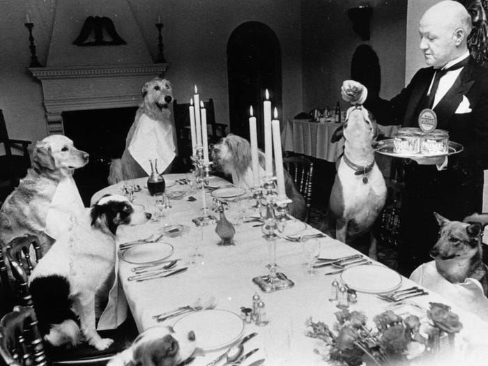 Dogs eating dinner