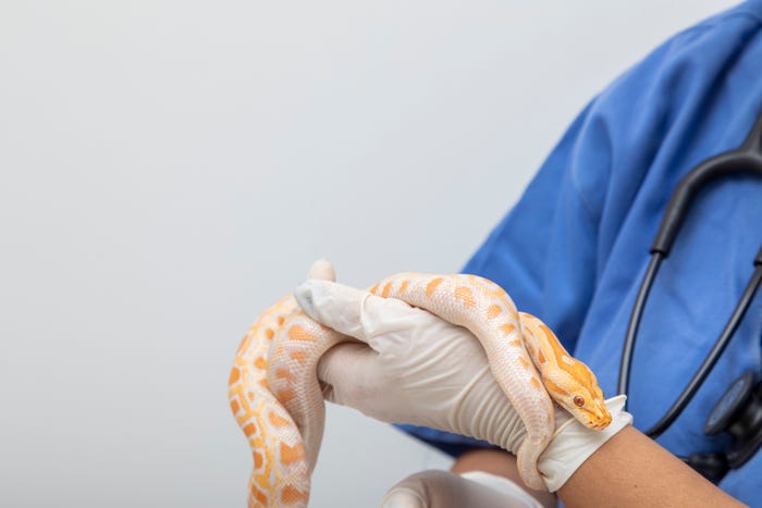 A doctor holds a snake in a stock image.