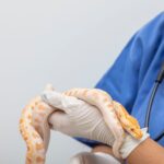 A hospital in Australia is begging snakebite victims to stop bringing the snakes in with them