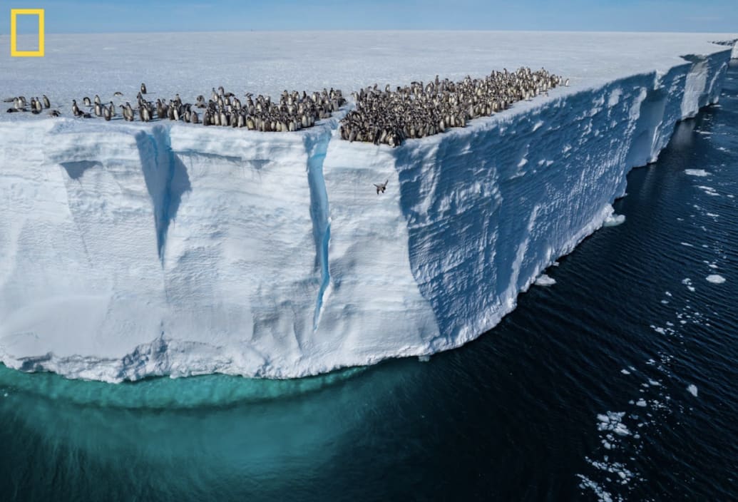 Image of 50ft Ice shelf penguins jump from