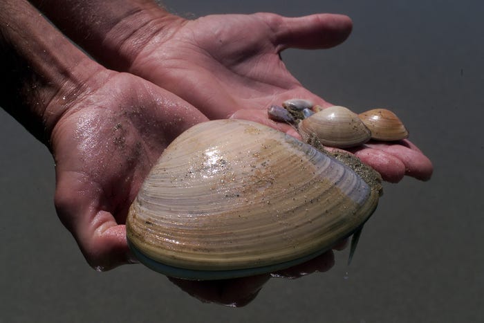Man holds Pismo clams in California in 2000.